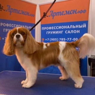 АртемонОфф сеть груминг-салонов