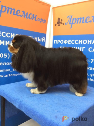 Возьмите АртемонОфф сеть груминг-салонов напрокат (Фото 2) в Москве