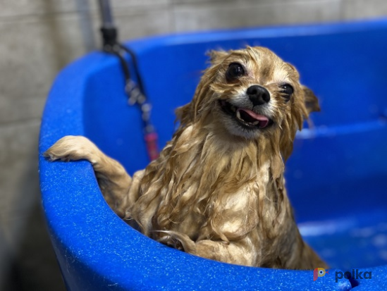 Возьмите Pet Spa Peach груминг салон для животных напрокат (Фото 3) в Москве