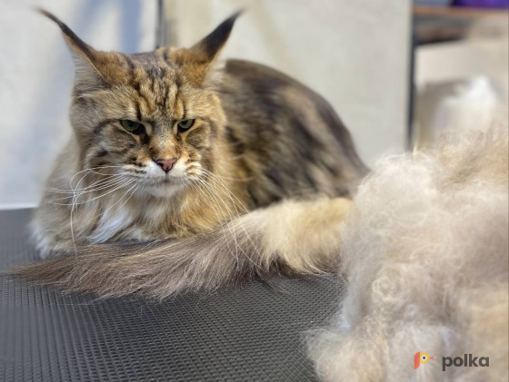 Возьмите Pet Spa Peach груминг салон для животных напрокат (Фото 1) в Москве