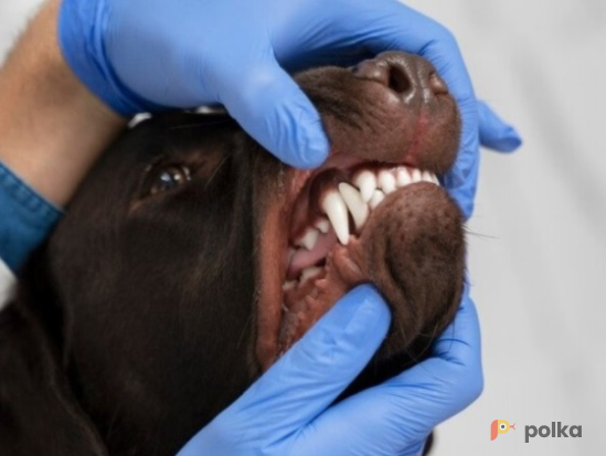 Возьмите Pet Spa Peach груминг салон для животных напрокат (Фото 2) в Москве